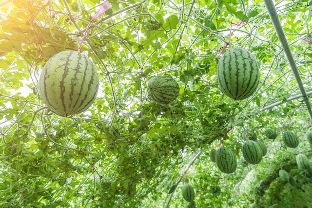 It is not difficult to cultivate watermelon by several steps