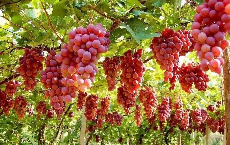 How to use grape base fertilizer! No increase, no decrease!
